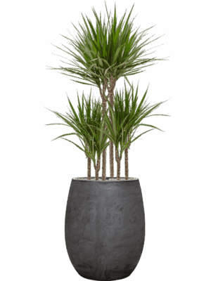 Dracaena Marginata In Baq Algar D 21 H 142 cm - PlantenShop24 - 01-09-2025
