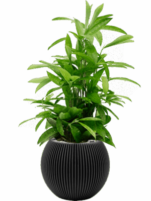 Dracaena Surculosa In Capi Nature Groove D 19 H 81 cm - PlantenShop24 - 21-08-2025
