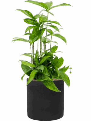 Dracaena Surculosa In Rough D 15 H 54 cm - PlantenShop24 - 31-08-2025