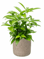 Dracaena Surculosa In Rough D 17 H 48 cm - PlantenShop24 - 14-08-2025