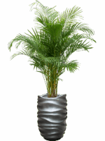 Dypsis Areca Lutescens In Baq Gradient Lee D 21 H 180 cm - PlantenShop24 - 05-08-2025