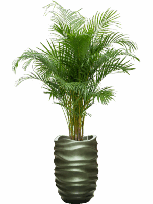 Dypsis Areca Lutescens In Baq Gradient Lee D 21 H 181 cm - PlantenShop24 - 05-08-2025