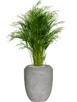 Dypsis Areca Lutescens In Baq Polystone Coated Plain D 24 H 148 cm - PlantenShop24 - 21-08-2025