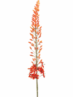 Eremurus H 108 cm - PlantenShop24 - 29-08-2025