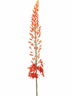 Eremurus H 108 cm - PlantenShop24 - 29-08-2025