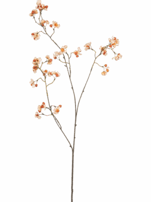 Euonymus H 90 cm - PlantenShop24 - 29-08-2025
