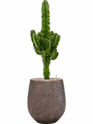 Euphorbia Erytrea In Baq Opus Hit D 19 H 112 cm - PlantenShop24 - 12-08-2025