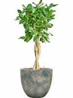 Ficus Benghalensis Audrey In Baq Sandora D 25 H 147 cm - PlantenShop24 - 11-08-2025