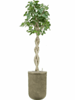 Ficus Benghalensis Audrey In Baq Vertical Rib D 38 H 223 cm - PlantenShop24 - 20-08-2025