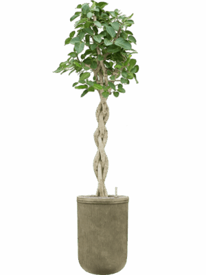 Ficus Benghalensis Audrey In Baq Vertical Rib D 38 H 223 cm - PlantenShop24 - 20-08-2025