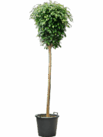 Ficus Benjamina Danielle D 45 H 275 cm - PlantenShop24 - 05-08-2025