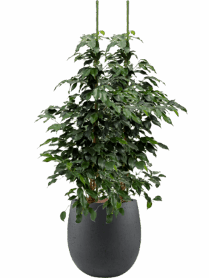 Ficus Benjamina Danielle In Grigio D 18 H 101 cm - PlantenShop24 - 12-08-2025