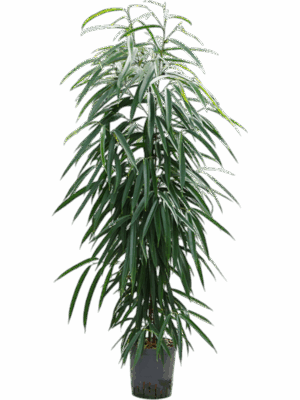 Ficus Binnendijkii Alii D 18 H 130 cm - PlantenShop24 - 29-08-2025