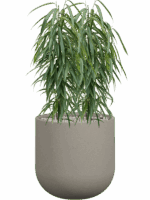 Ficus Binnendijkii Alii In Rotunda Urban D 21 H 109 cm - PlantenShop24 - 01-09-2025