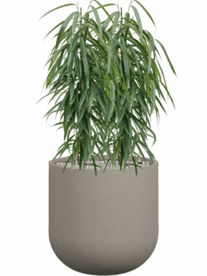 Ficus Binnendijkii Alii In Rotunda Urban D 21 H 109 cm - PlantenShop24 - 01-09-2025