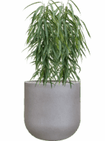 Ficus Binnendijkii Alii In Rotunda Urban D 21 H 111 cm - PlantenShop24 - 01-09-2025