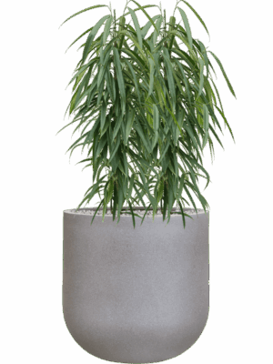Ficus Binnendijkii Alii In Rotunda Urban D 21 H 111 cm - PlantenShop24 - 01-09-2025