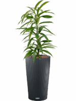 Ficus Binnendijkii Amstel King In Lechuza Cilindro D 15 H 82 cm - PlantenShop24 - 01-08-2025