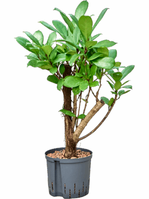 Ficus Cyathistipula D 22 H 60 cm - PlantenShop24 - 11-08-2025