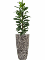 Ficus Cyathistipula In Baq Lava D 18 H 148 cm - PlantenShop24 - 31-07-2025