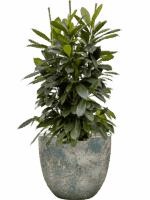 Ficus Cyathistipula In Baq Sandora D 28 H 124 cm - PlantenShop24 - 11-08-2025