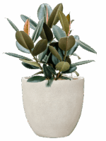 Ficus Elastica Abidjan In Antwerp D 22 H 78 cm - PlantenShop24 - 26-08-2025