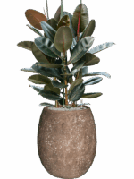 Ficus Elastica Abidjan In Baq Polystone Coated Plain D 30 H 131 cm - PlantenShop24 - 22-08-2025