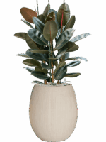 Ficus Elastica Abidjan In Baq Polystone Coated Plain D 30 H 132 cm - PlantenShop24 - 22-08-2025