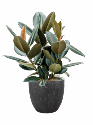 Ficus Elastica Abidjan In Baq Raindrop D 22 H 95 cm - PlantenShop24 - 04-08-2025