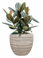 Ficus Elastica Abidjan In Baq Tornado D 22 H 76 cm - PlantenShop24 - 31-07-2025