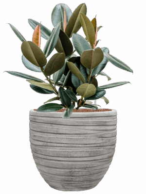 Ficus Elastica Abidjan In Baq Tornado D 22 H 82 cm - PlantenShop24 - 26-08-2025