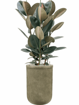 Ficus Elastica Abidjan In Baq Vertical Rib D 30 H 170 cm - PlantenShop24 - 20-08-2025
