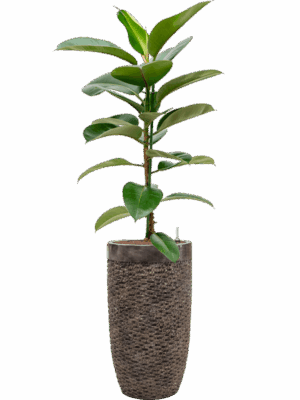 Ficus Elastica Robusta In Baq Luxe Lite Universe Layer D 18 H 171 cm - PlantenShop24 - 20-08-2025