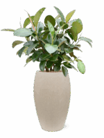Ficus Elastica Robusta In Baq Raindrop D 22 H 122 cm - PlantenShop24 - 11-08-2025