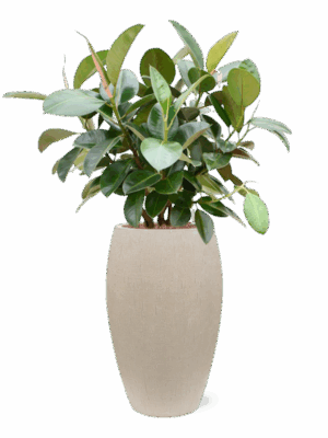 Ficus Elastica Robusta In Baq Raindrop D 22 H 122 cm - PlantenShop24 - 11-08-2025
