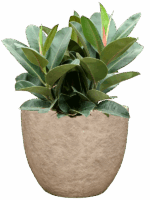 Ficus Elastica Robusta In Coast Mountains D 22 H 97 cm - PlantenShop24 - 25-08-2025