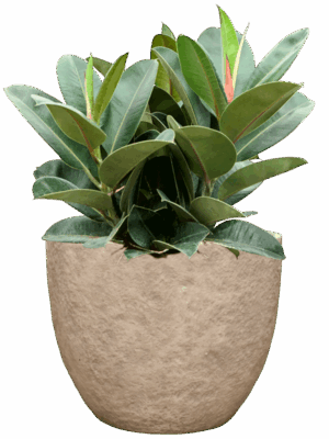 Ficus Elastica Robusta In Coast Mountains D 22 H 97 cm - PlantenShop24 - 25-08-2025