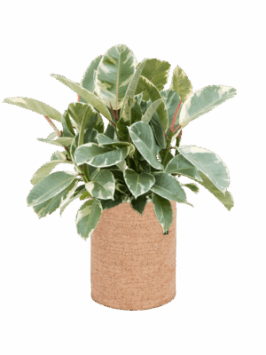 Ficus Elastica Tineke In Lechuza Trendcover Cork D 21 H 50 cm - PlantenShop24 - 19-08-2025