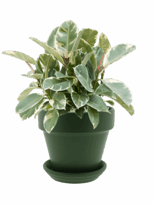 Ficus Elastica Tineke In Urbann D 21 H 53 cm - PlantenShop24 - 19-08-2025