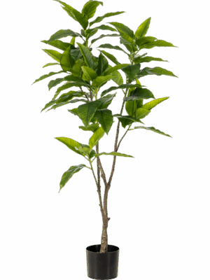 Ficus H 140 cm - PlantenShop24 - 29-08-2025