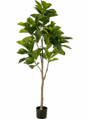 Ficus H 170 cm - PlantenShop24 - 29-08-2025