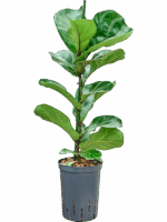 Ficus Lyrata Bambino D 15 H 70 cm - PlantenShop24 - 26-08-2025
