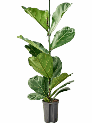Ficus Lyrata D 15 H 90 cm - PlantenShop24 - 28-08-2025