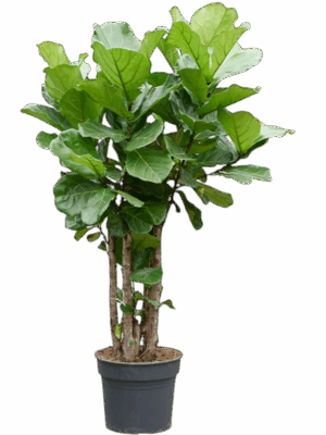 Ficus Lyrata D 38 H 160 cm - PlantenShop24 - 25-08-2025
