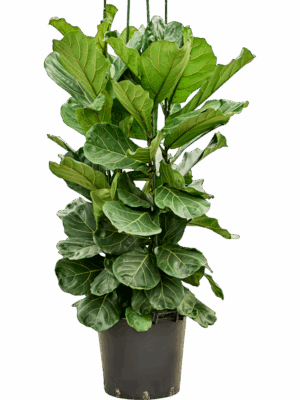 Ficus Lyrata D 45 H 170 cm - PlantenShop24 - 05-08-2025