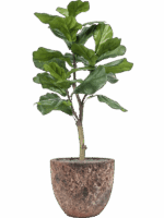 Ficus Lyrata In Baq Lava D 36 H 122 cm - PlantenShop24 - 15-08-2025
