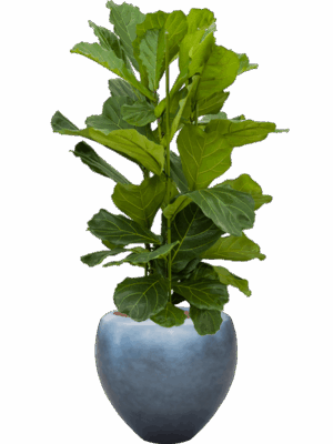 Ficus Lyrata In Baq Metallic Silver Leaf D 28 H 145 cm - PlantenShop24 - 29-08-2025