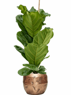 Ficus Lyrata In Baq Opus Raw D 21 H 125 cm - PlantenShop24 - 06-08-2025