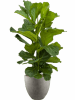 Ficus Lyrata In Grigio D 28 H 136 cm - PlantenShop24 - 29-08-2025