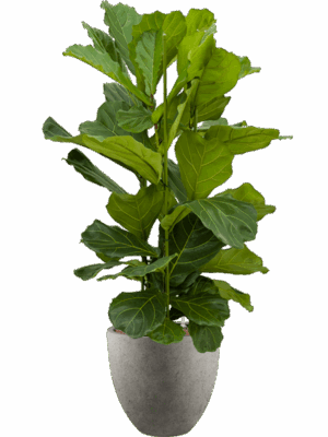 Ficus Lyrata In Grigio D 28 H 136 cm - PlantenShop24 - 29-08-2025